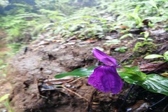 Roscoea purpurea